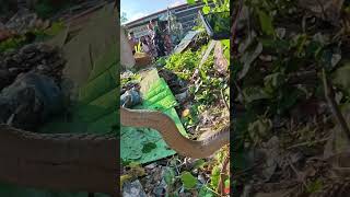 COBRANG NAKA P@T@Y NG ASO AT MANOK