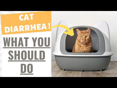 What To Do If Cat Has Diarrhea