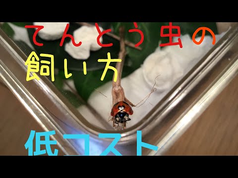 てんとう虫は何を食べるの?