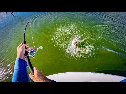 Session Of A Lifetime! Solo Barramundi Sight Fishing POV Madness (part 1/2).