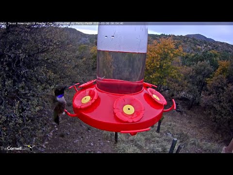 Black-chinned and Broad-tailed Hummingbirds Return To West Texas! – March 30, 2020