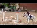 Mr Dudley pony castrone irlandese grigio di 16 anni
