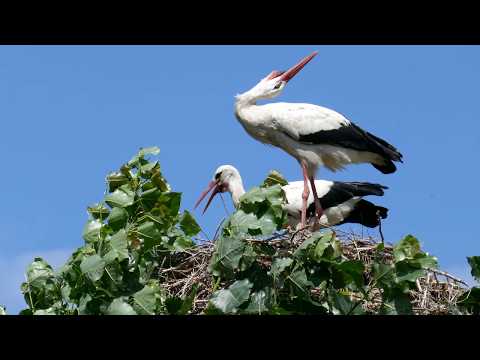 Storch klappert im Nest