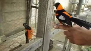 Download lagu Burung Champo Troupial Oren mp3