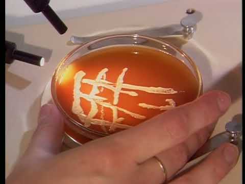 Vom Halm zum Glas – Wie unser Bier gebraut wird