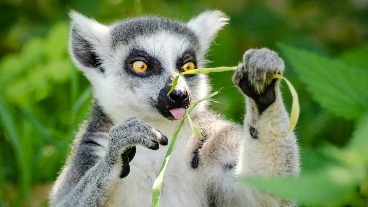 Watch Now Lêmures de Madagascar um dos Primatas Mais INCRÍVEIS do Mundo Animal | Madagascar Lemure Animal Lêmures de Madagascar um dos Primatas Mais INCRÍVEIS do Mundo Animal | Madagascar Lemure Animal