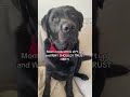 Dog in SERIOUS trouble after attempting to protect his baby brother?! 😢