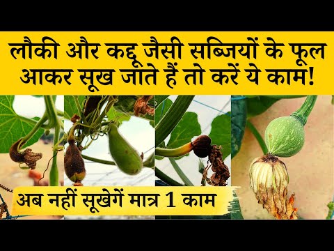 लौकी, कद्दू जैसी सब्जियों के फूल फल आकर सूख जाते हैं तो करें ये काम Why Pumpkin Female Flower Drying