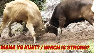 Download lagu Sapi Berantem / COW FIGHTING mp3 Download lagu Sapi Berantem / COW FIGHTING mp3