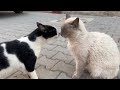 The Tuxedo Cat Tried To Calm Down The Angry Cat So That There Would Be No Fight