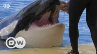 Killer whales in captivity in Spain | DW English