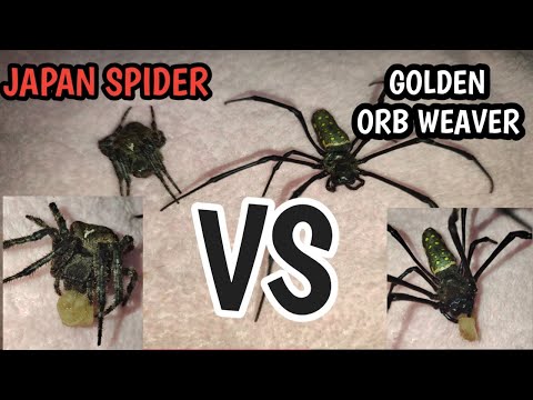 TINTO TALAAN JAPAN SPIDER VS GOLDEN ORB WEAVER.PANGIL SA PANGIL 🕷️🕷️🕷️