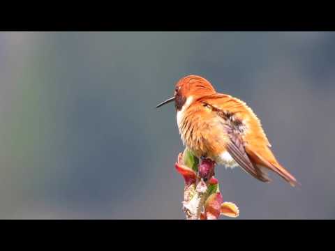 Rufous Hummingbird