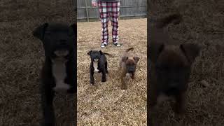 Video preview image #1 American Staffordshire Terrier-Labrador Retriever Mix Puppy For Sale in Holly Springs, NC, USA