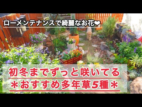 多年草の防寒対策 庭の練習