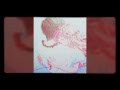 [ cheap thrills live] (sia) AMV [ANIME] 