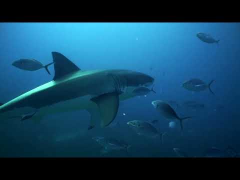 Orca Das Intelligenteste Tier Im Ocean Dokumentation