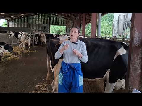 Séance d’ostéopathie animalière en pratique