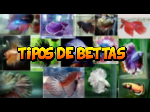 Tipos De Bettas