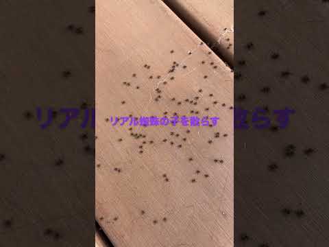 園芸 アルギロネテ、潜水蜘蛛