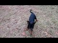 Rottweiler dogs for sale: Tank - Video 2