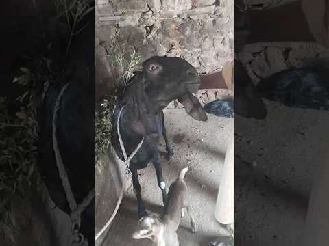 metabolic disorder treatment in goat#goat #cow #animals #veterinary#ytshorts