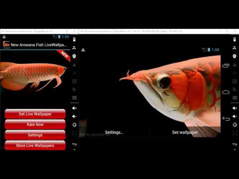 New Arowana 3D Live Wallpaper Video