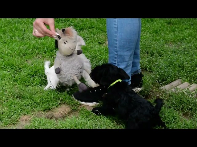 Schnauzer Miniatura cachorro en venta