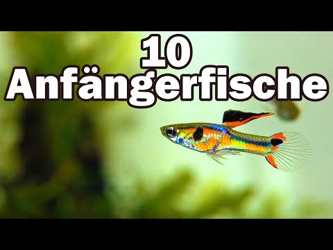 10 beginner fish for the 60cm aquarium (#73)