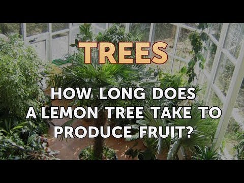 download lagu mp3 mp4 How Old Is My Lemon Tree, download lagu How Old Is My Lemon Tree gratis, unduh video klip How Old Is My Lemon Tree