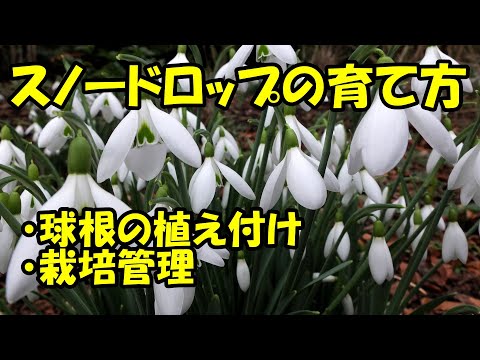 スノードロップの木 植物