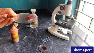 To Prepare Stained Temporary Mount of Onion Peel | Science | Class 9 | Term 1 Practical |CBSE |NCERT