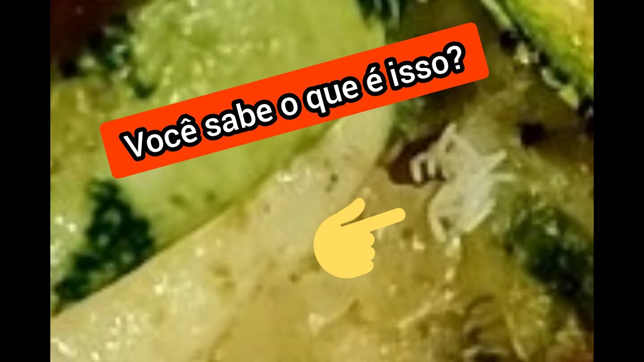 Dica de saúde importante! Você sabe identificar ovos de mosca 