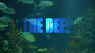 THE DEEP - A Tourist Attraction in Hull City UK