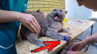 БЕШЕНЫЙ КОТ / тест на психику, не приколы про котов