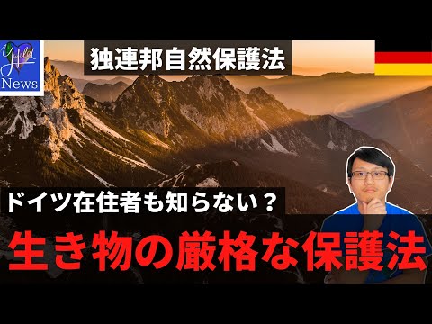 , title : '【ドイツ】在住者も知らない？ ドイツでハチを？？すると罰金最大800万円！【独連邦自然保護法】'