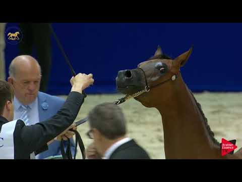 N.12 SARA AL TINHAT - Dubai 2019 - Yearling Fillies section A