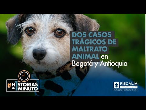 Dos casos trágicos de maltrato animal en Bogotá y Antioquia