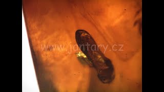 Druhohorní jantar z Myanmaru JHI-3