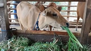 Download lagu Sapi Makan Rumput mp3