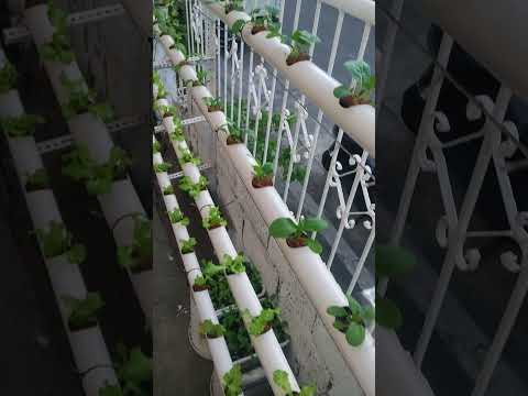 23 Days Later  #hydroponics #hydroponicsfarming #garden #hydroponicsgarden #gardening #happygrowing