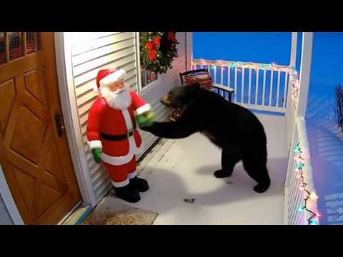 Try Not To Laugh! 😂 Funny Christmas Animal Videos of This Year