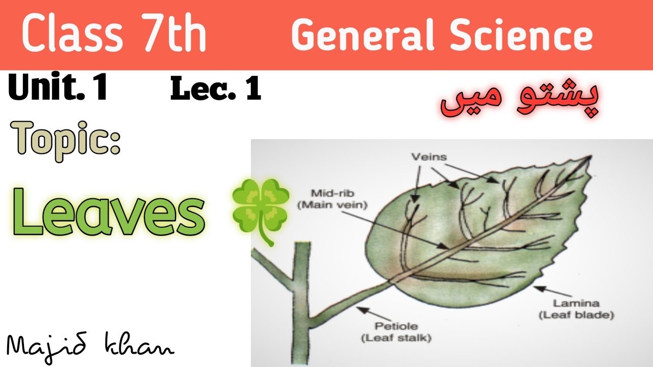 Ch-1 || Topic 1.4 Leaves 🍀 || Class 7 General Science.9