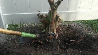 Hedge or shrub stump removal