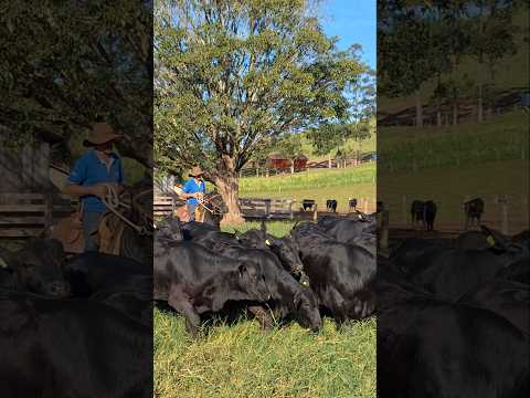 Lida campeira na Fazenda Santa Amélia em Laranjal, Paraná.Brangus Guapiara