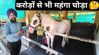 गुरु गोविंद सिंह जी के शानदार घोड़े|Horse Collection At Hazur Sahib Nanded Maharashtra