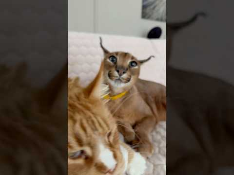 Pumba keeps protecting Izjuma🙈