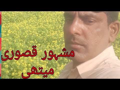 How to grow fenugreek/Harvesting fenugreek/ kasoori methi leaves flowers/sagheer vlogs 7733