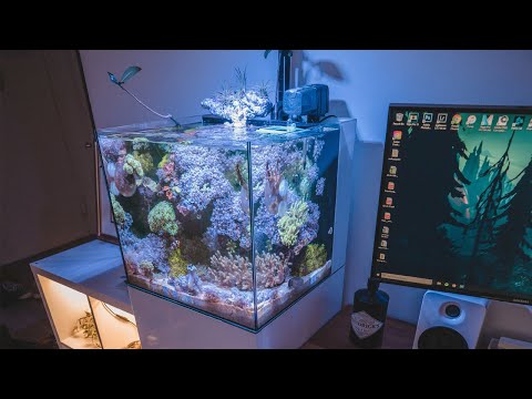 Waterbox 20 Cube Upgrade and Tank Tour