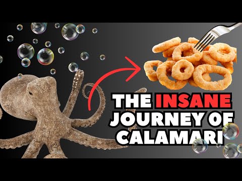 The INSANE STORY Behind CALAMARI !